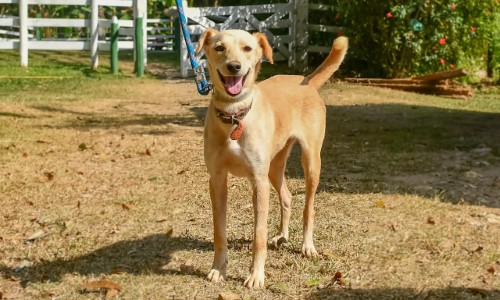 Fila para castração de cães e gatos de Porto Real é zerada